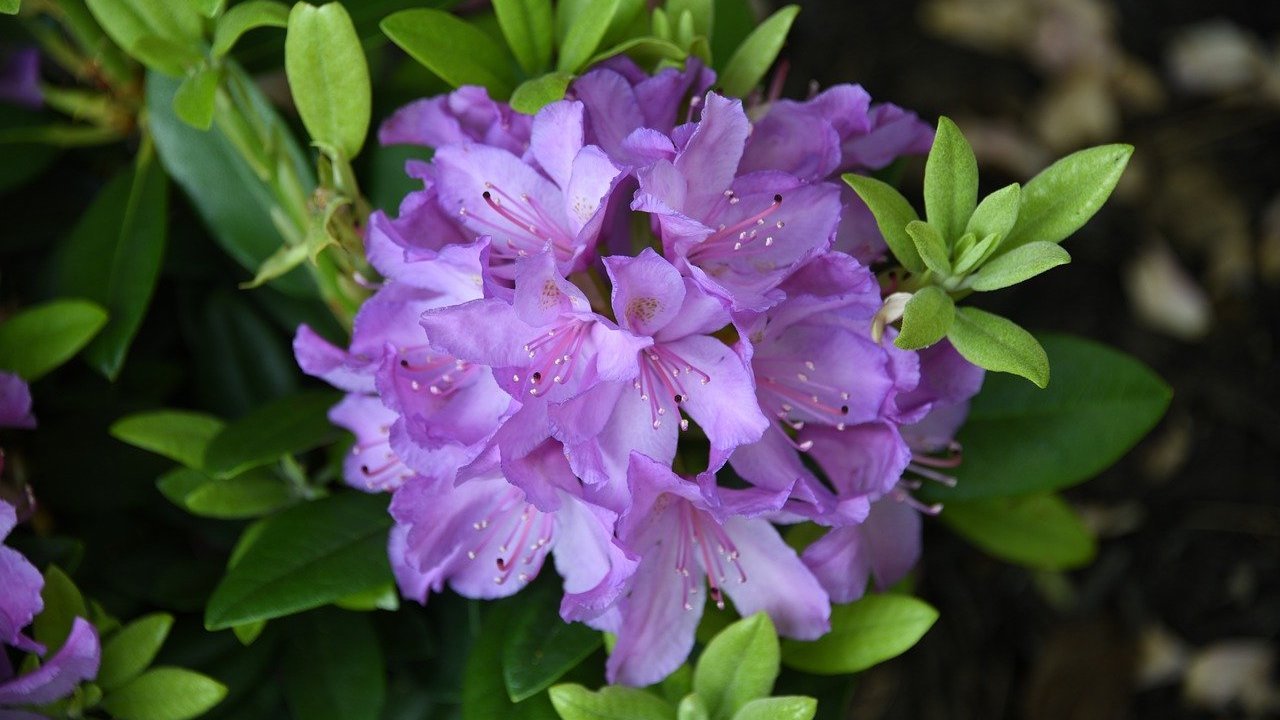 Azalea fiori viola