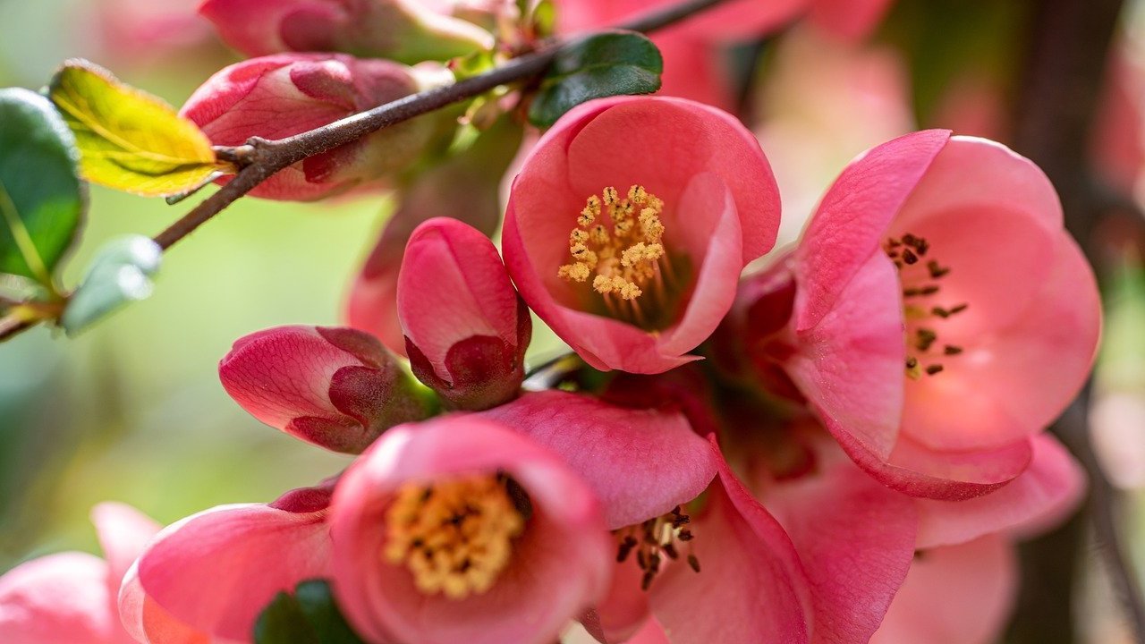Begonie dai fiori rosa