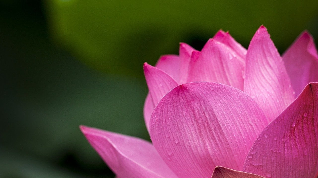 Fiore di loto rosa