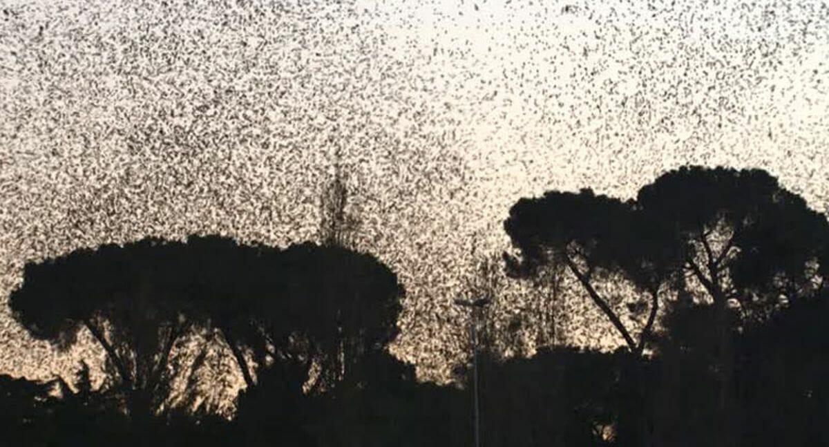 Invasione di storni a Corso Trieste, la Lipu: "Non possono far cadere gli alberi"