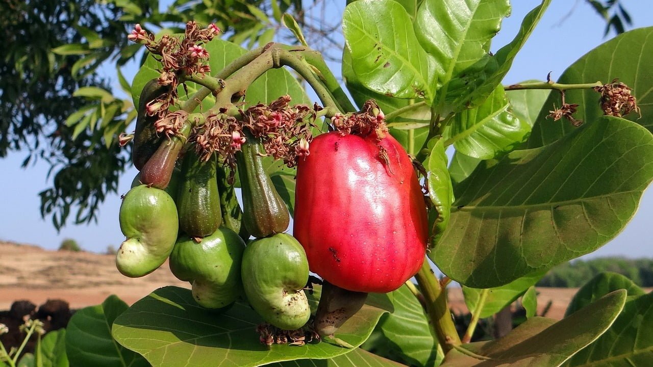 Anacardi pianta e frutto