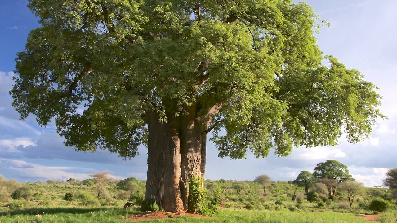 Baobab albero