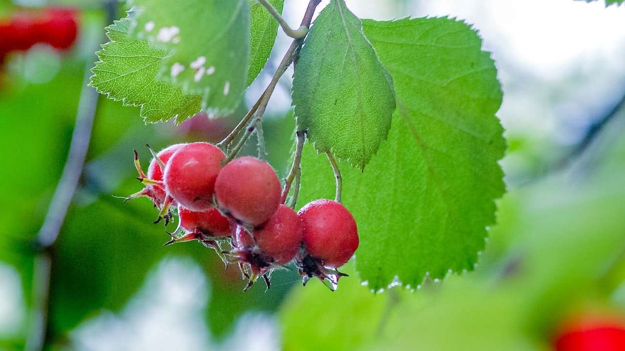 Biancospino frutti rossi