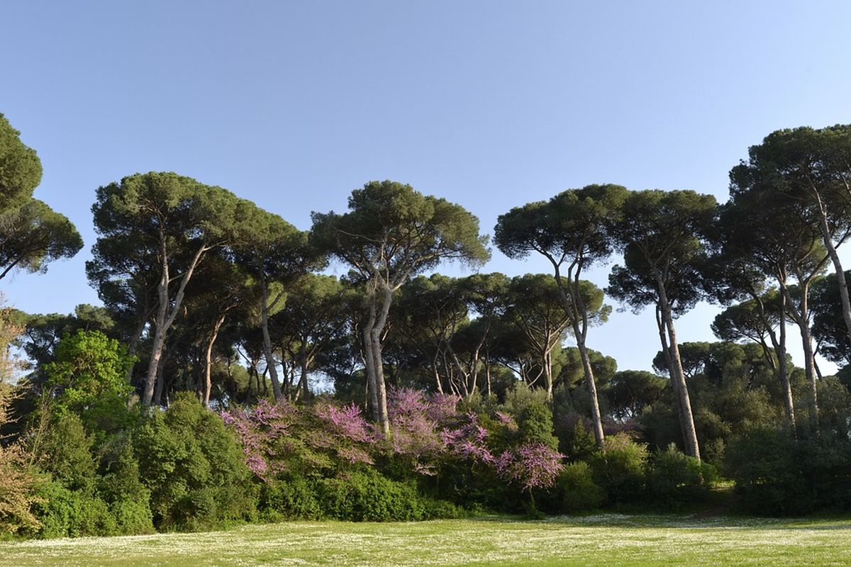 40mila pini da salvare a Roma entro la fine della primavera: le parole di Sabrina Alfonsi