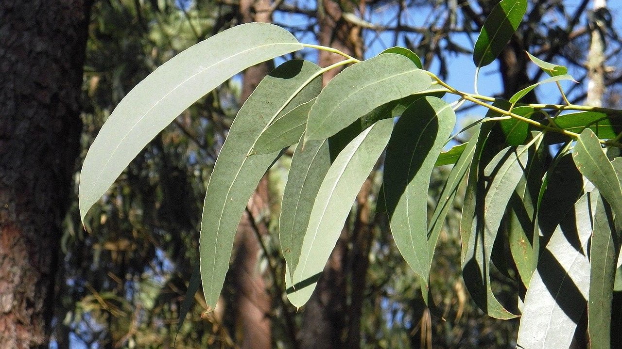 Eucalyptus foglie