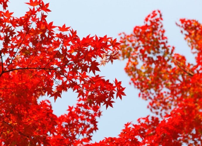Acero caratteristiche foglie rosse