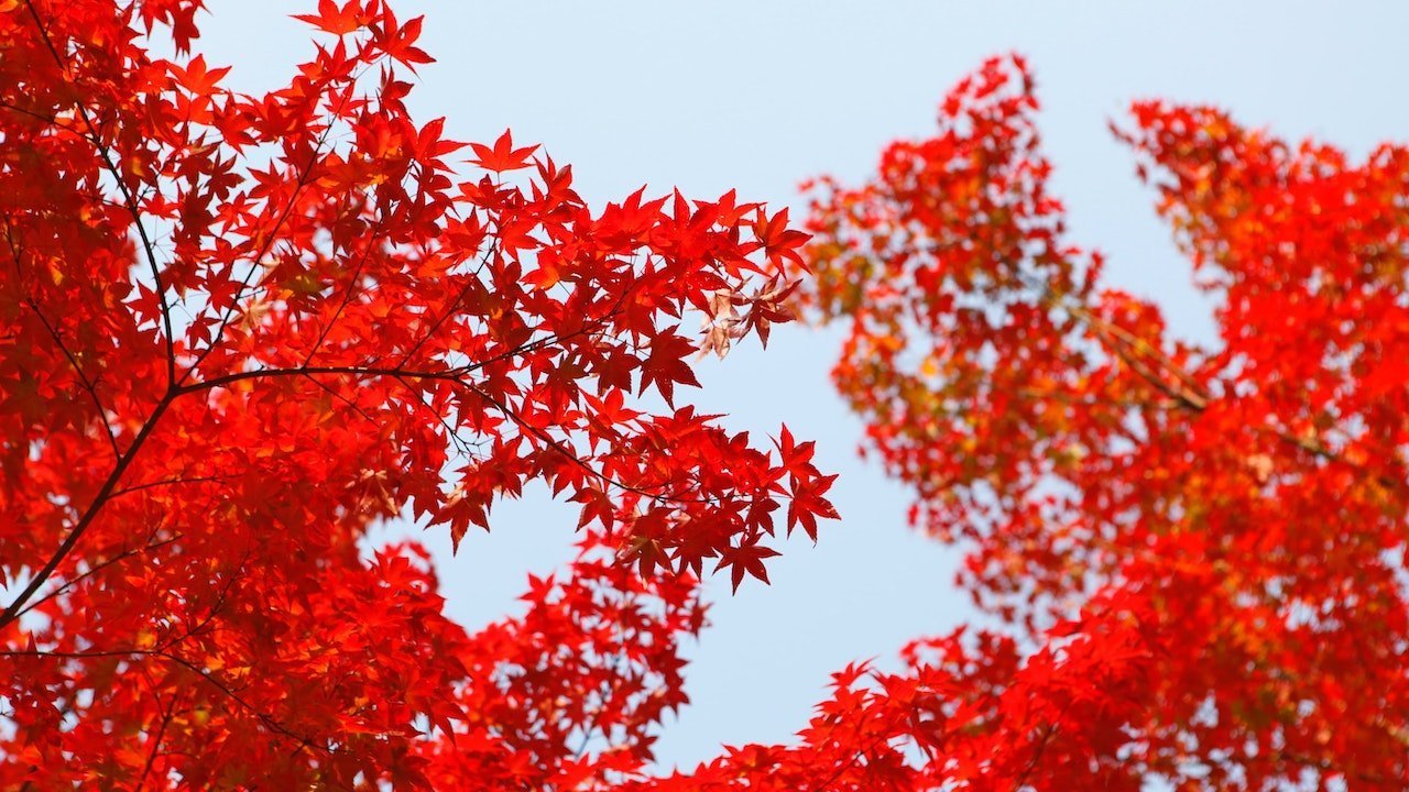Acero caratteristiche foglie rosse