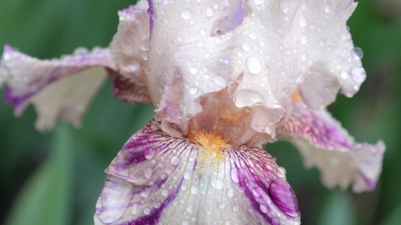 Iris bianco viola il giaggiolo fiore
