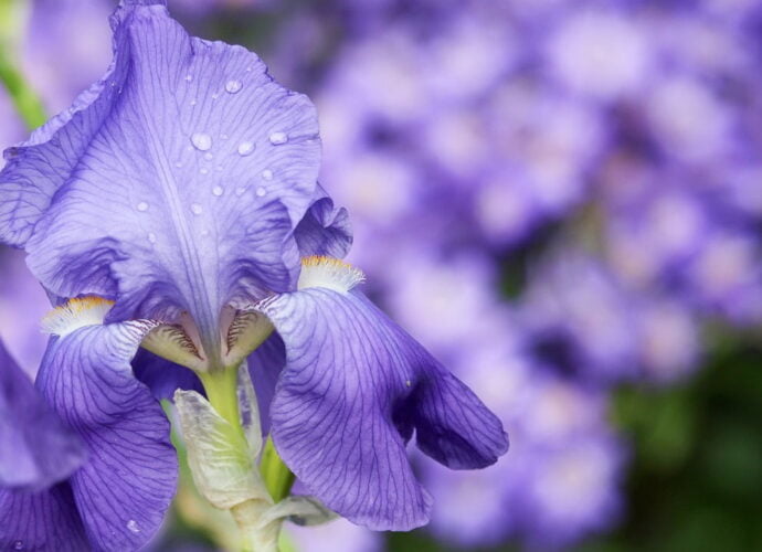Iris fiore viola giaggioli coltivazione