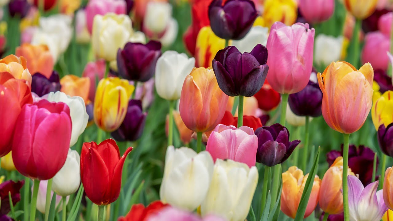 Tulipano tulipani fiori