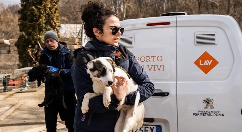 Vietato l'ingresso a cani e gatti randagi dall'Ucraina in Italia: il commento di LAV