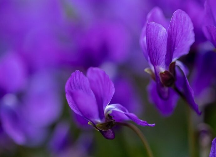 Violetta fiore