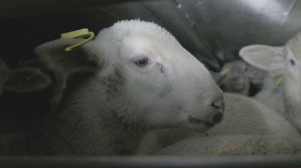 Trasporti di agnelli dall'Est Europa: Animal Equality ed ENPA per aumentare i controlli