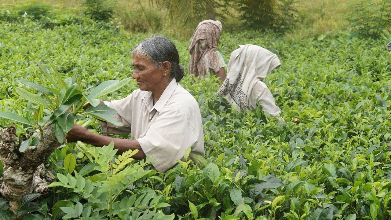 Raccolta tè Sri Lanka Commercio equo