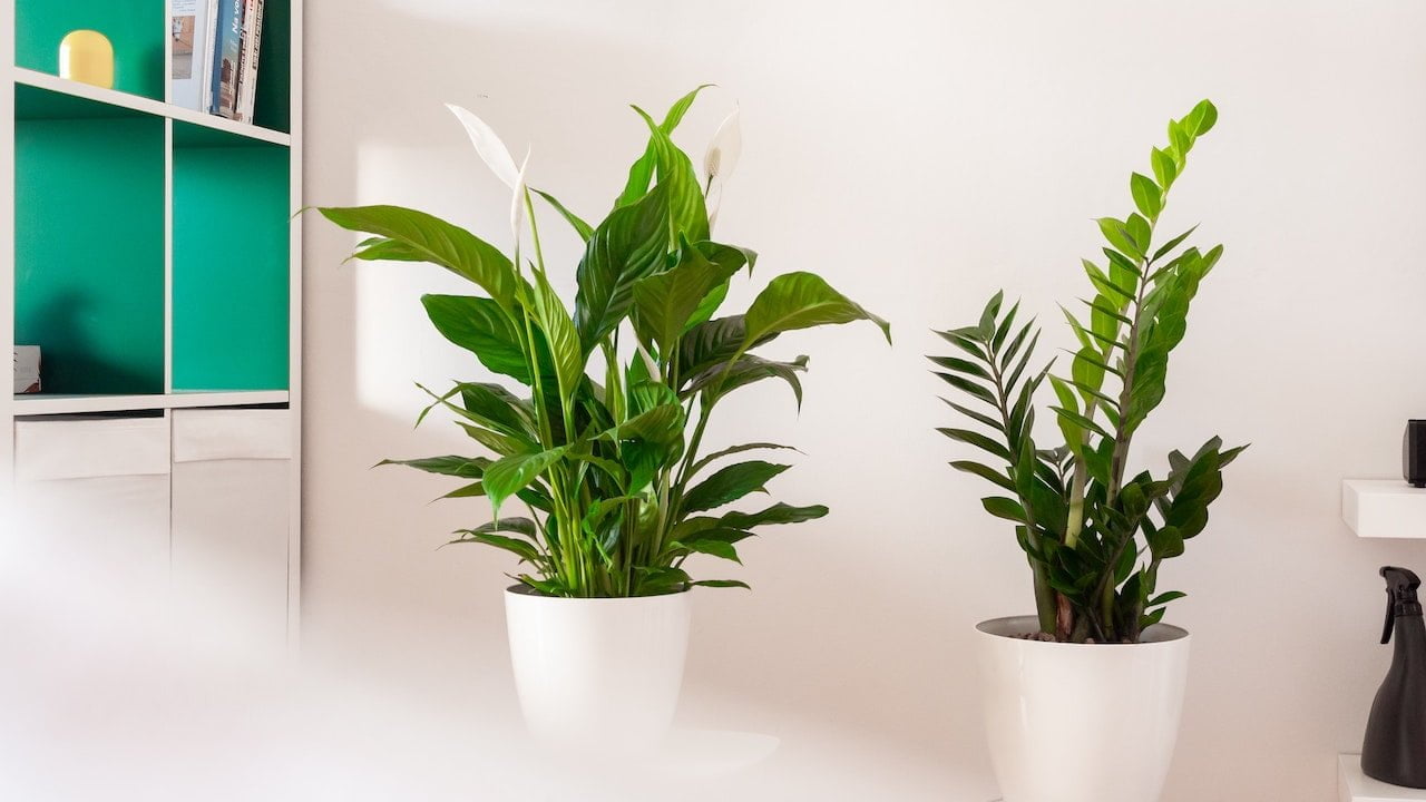 Spatifillo, piante da appartamento