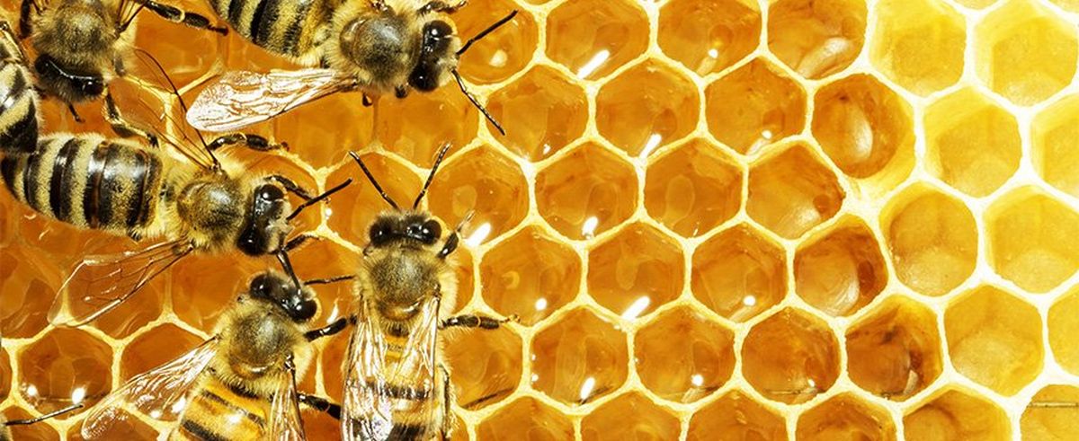 La giornata mondiale delle api e le prospettive di sviluppo dell'apicoltura