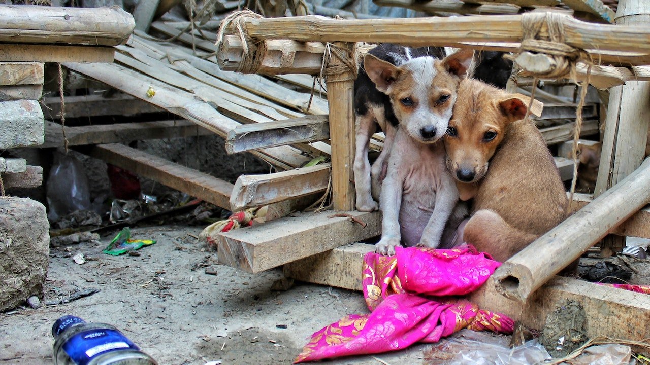 Strage di animali in Qatar: cani uccisi per i mondiali - Eco in città