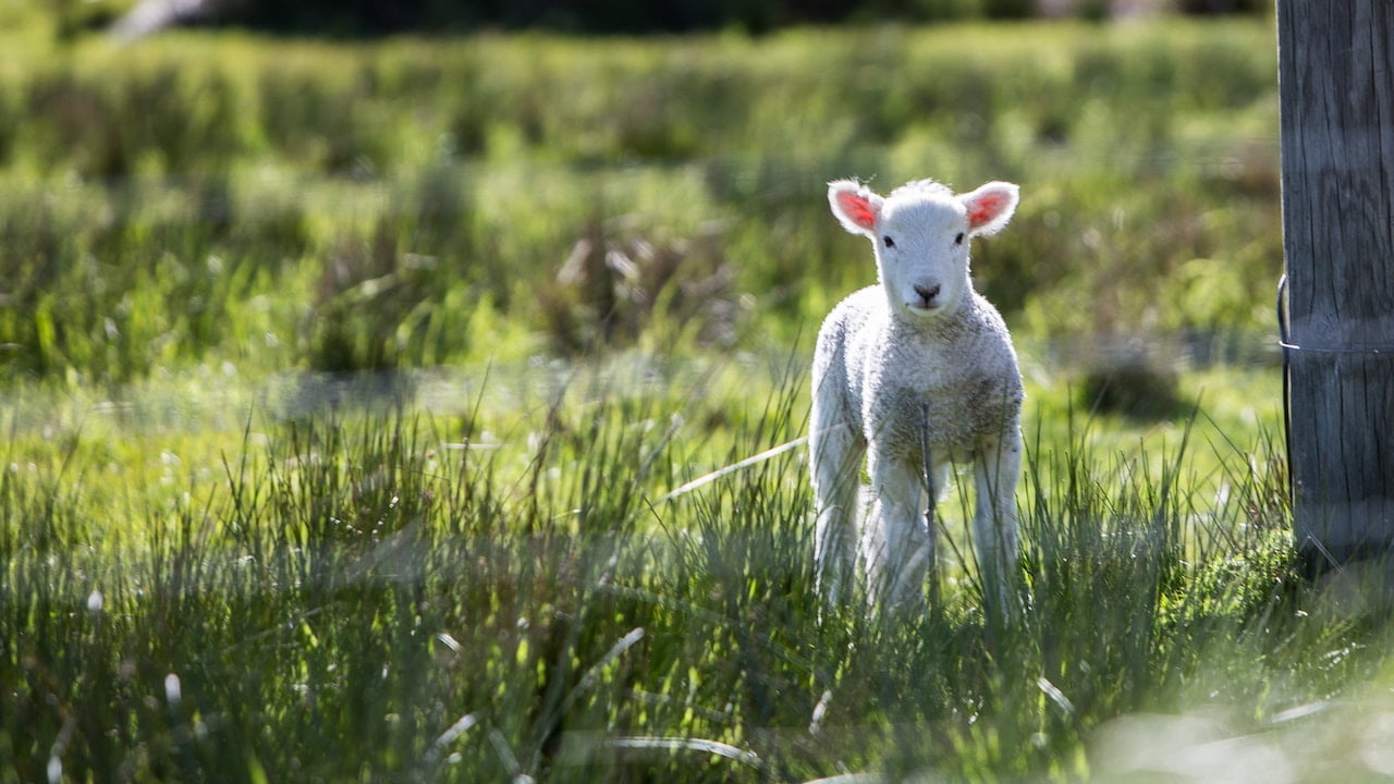 Pasqua 2023 agnello